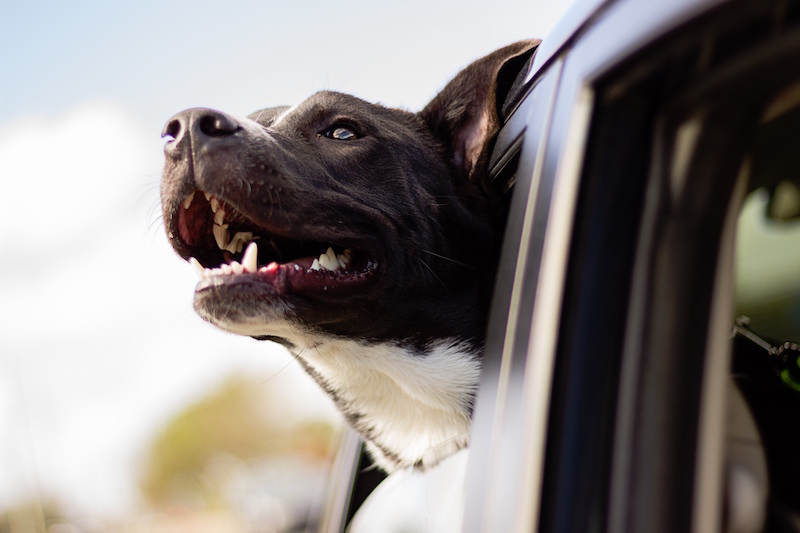 Dog with its head out a car window