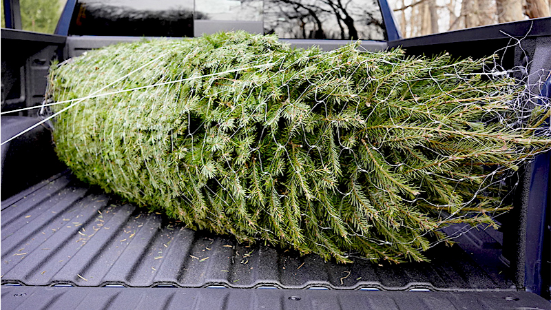 Chevrolet truck with a Christmas tree in the bed