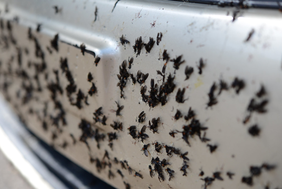 lovebugs splattered on bumper