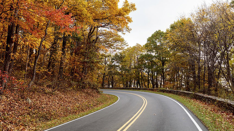 Skyline with fall leaves