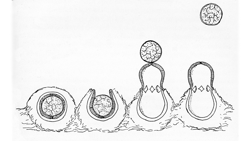 artillery fungus stages of propulsion 