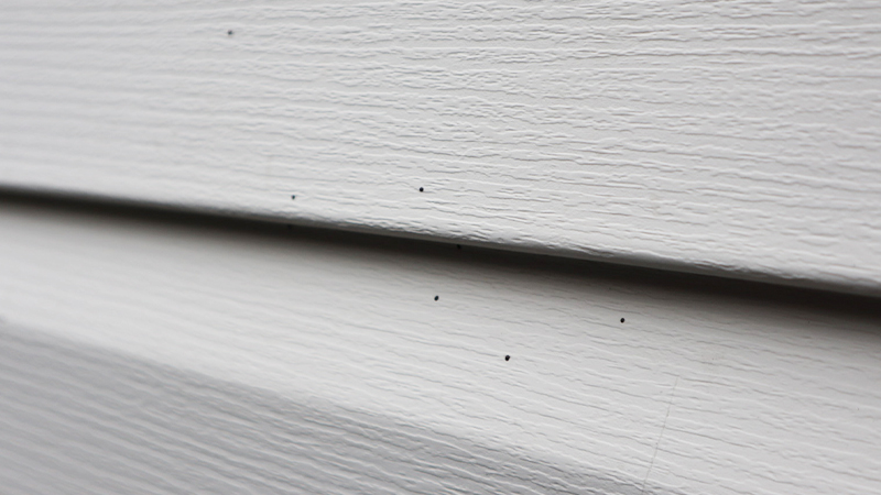 artillery fungus on vinyl siding