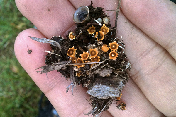 artillery fungus in mulch
