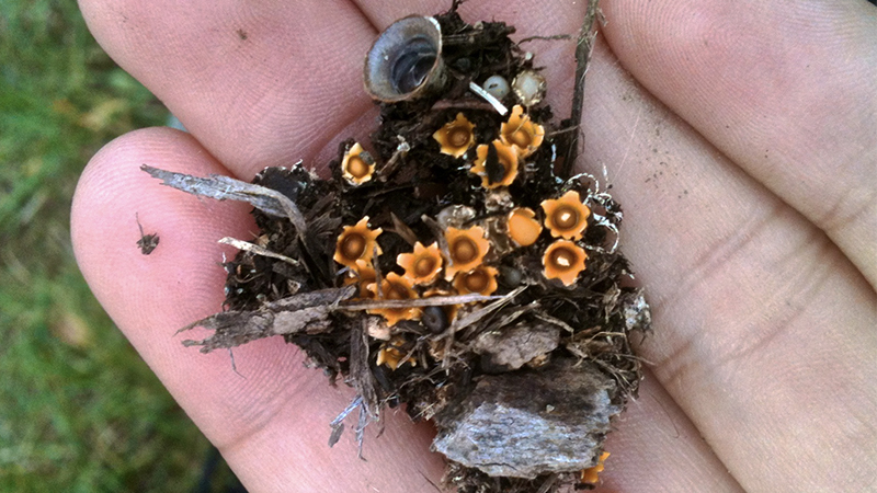 artillery fungus in mulch