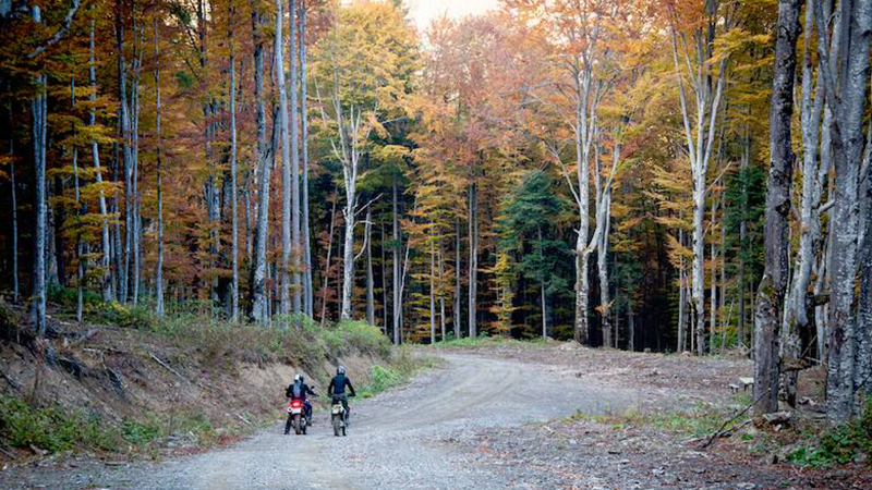 bikes in forest